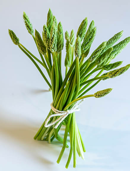 Işkın Otu Nedir? Işkın Otunun Faydaları Nelerdir?