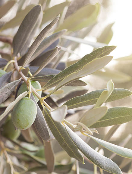 Zeytin Yemek Neye İyi Gelir? Günde Kaç Adet Zeytin Yemeli?