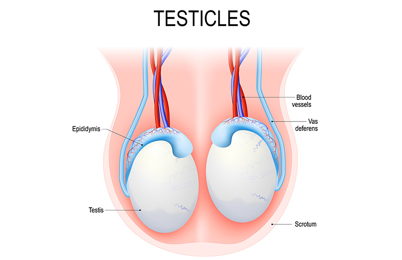 İnmemiş Testis Ameliyatları